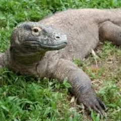 Player photo of Tox1x3k