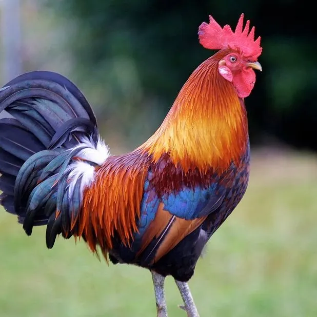 Player photo of grimald1