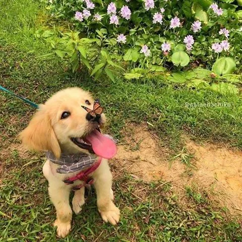 Player photo of MumStoleDog