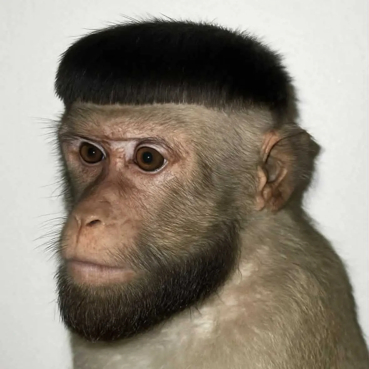 Player photo of monkeporay
