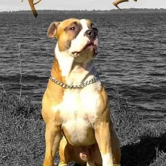 Player photo of podi