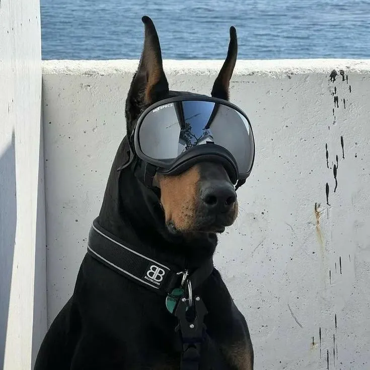 Player photo of vlady-_-