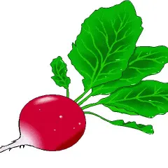 Player photo of RadishKing