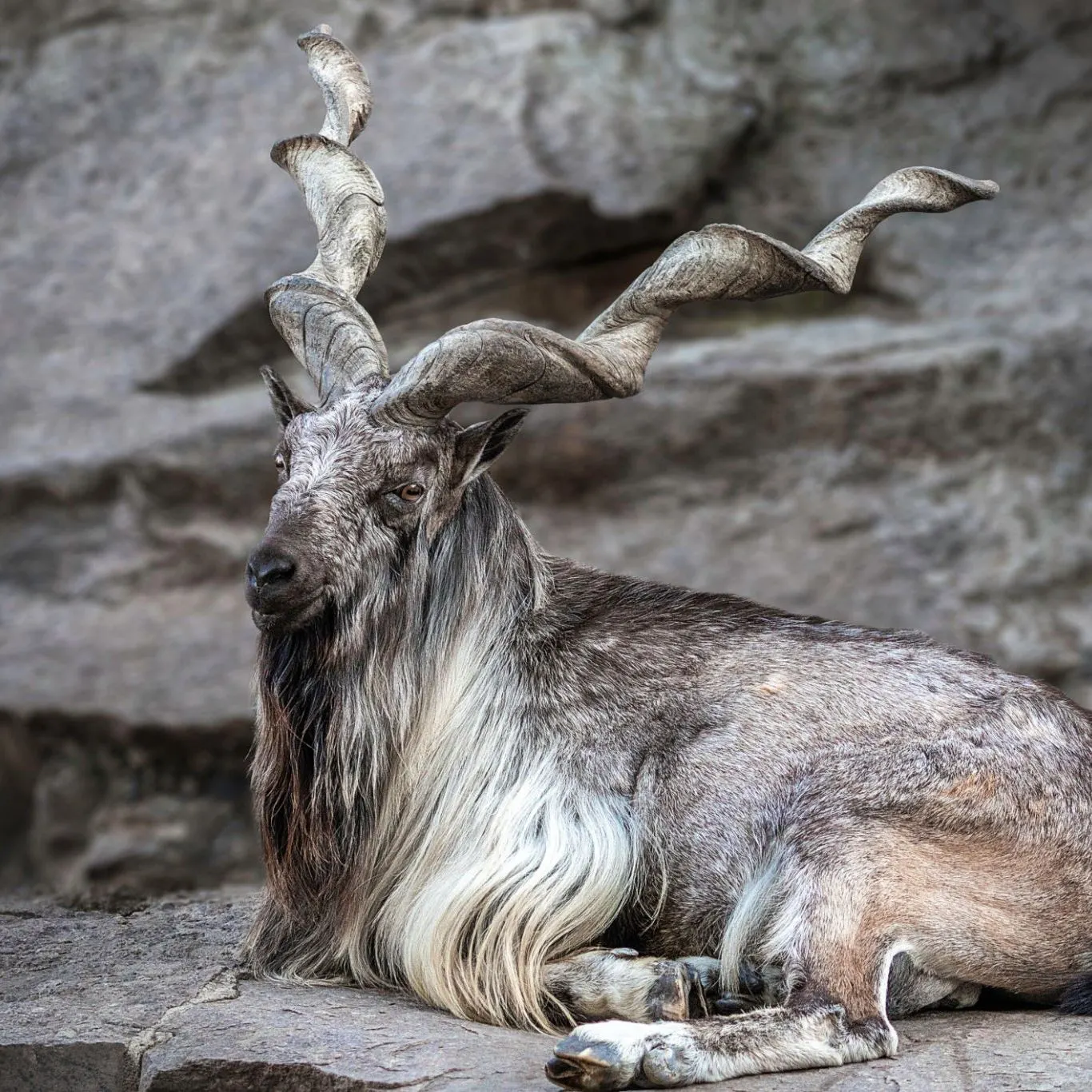 Markhor logo background