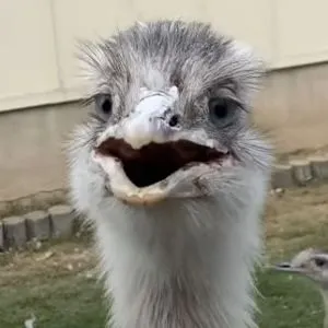 Player photo of HooXi