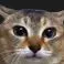 Player photo of Amalgamate