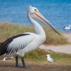 Player photo of whare