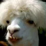 Player photo of TMG_Llama