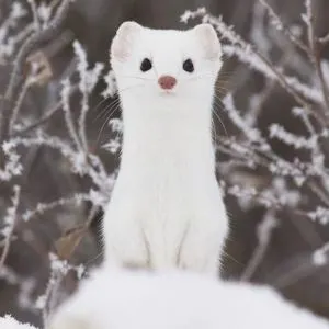 Player photo of Lucky-_-y